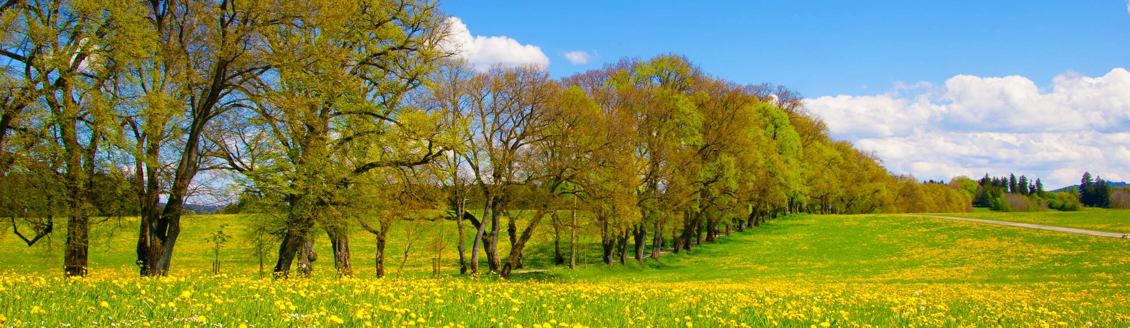 Allee | © Stefan Schmid