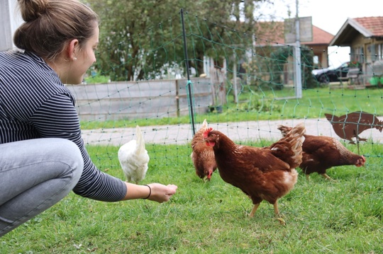 „Vom Korn zum Ei“